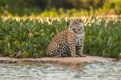 jaguar_nord_pantanal_20130810_2_ad.jpg