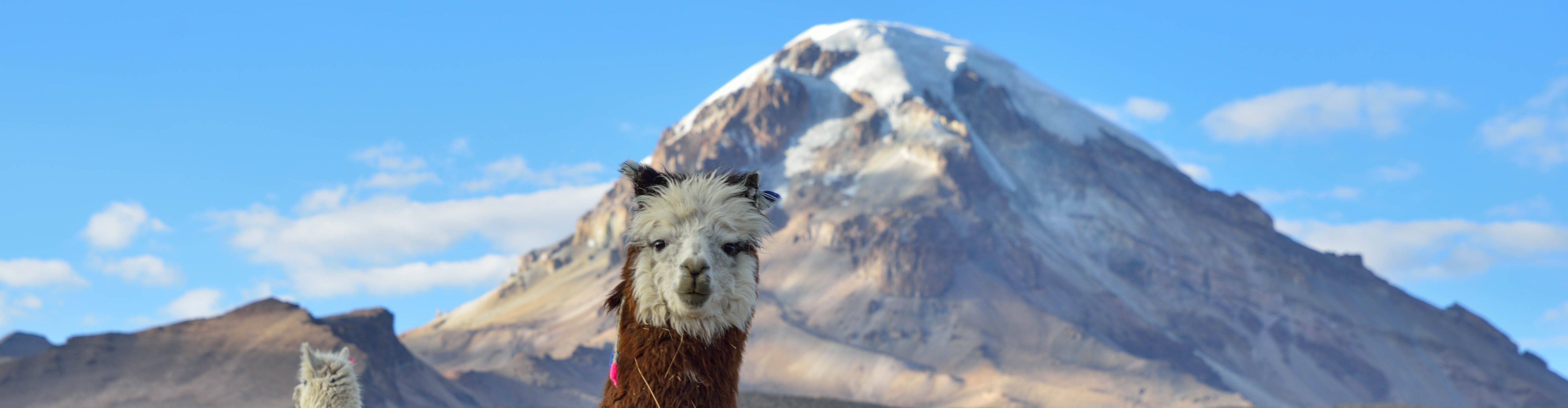 Bolivien Alpaka Trekking durch Anden AT REISEN