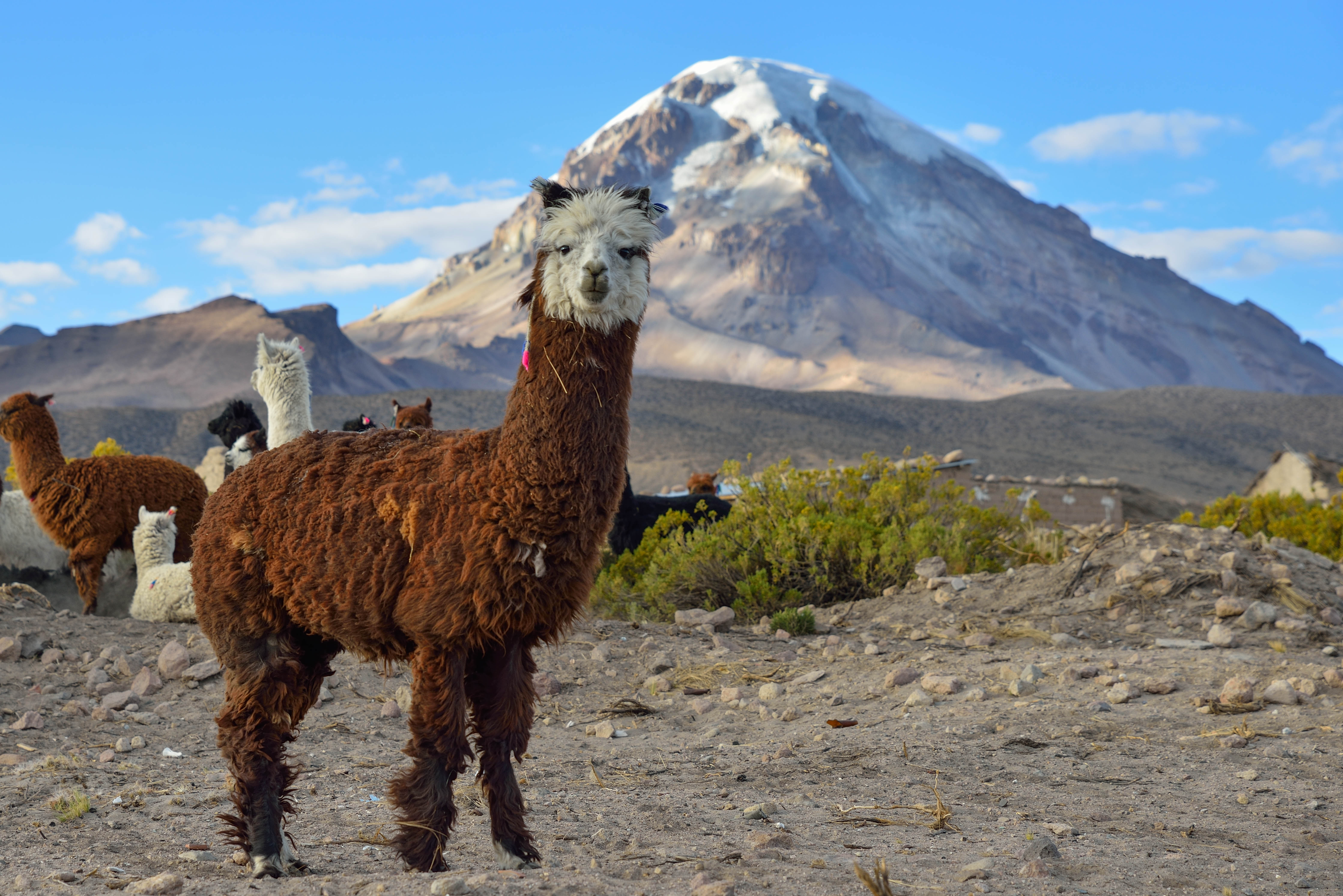 Bolivien Alpaka Trekking durch Anden AT REISEN