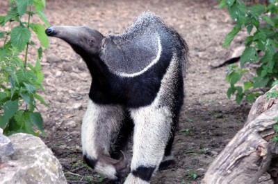 anteater-20055.jpg