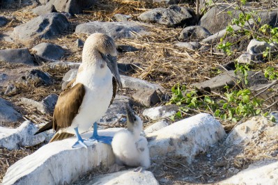 blue-footed-booby-2422192.jpg