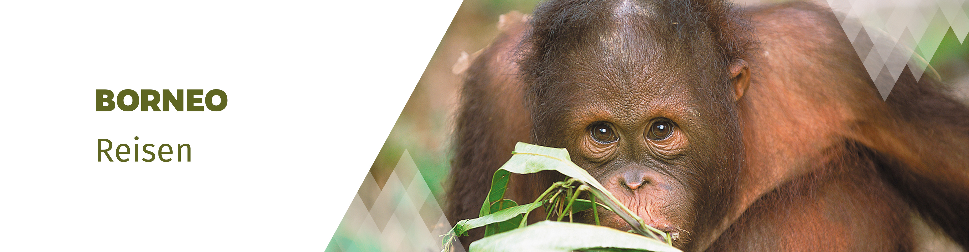 Borneo Rundreisen Und Erlebnisreisen | AT REISEN