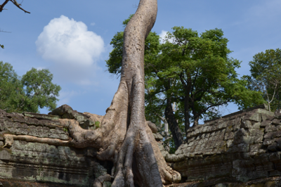 angkor_ta_phrom.png